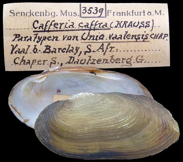 specimen