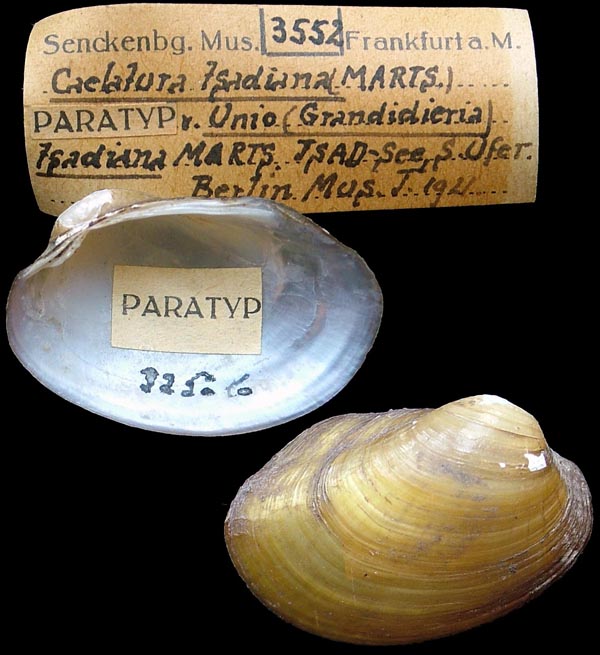 specimen