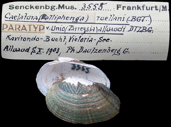 specimen