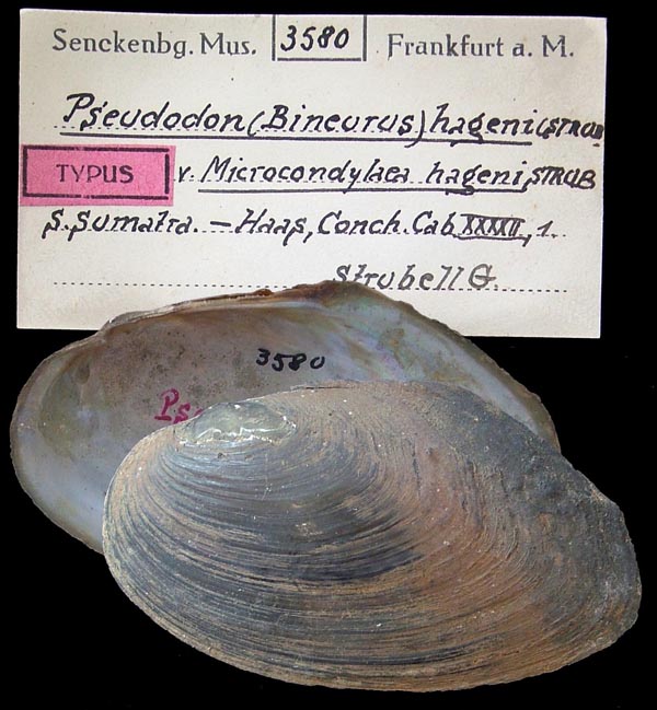 specimen