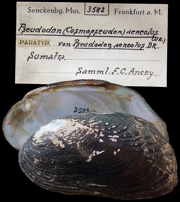 specimen