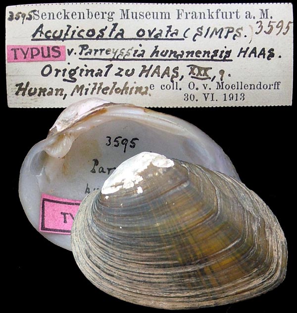 specimen