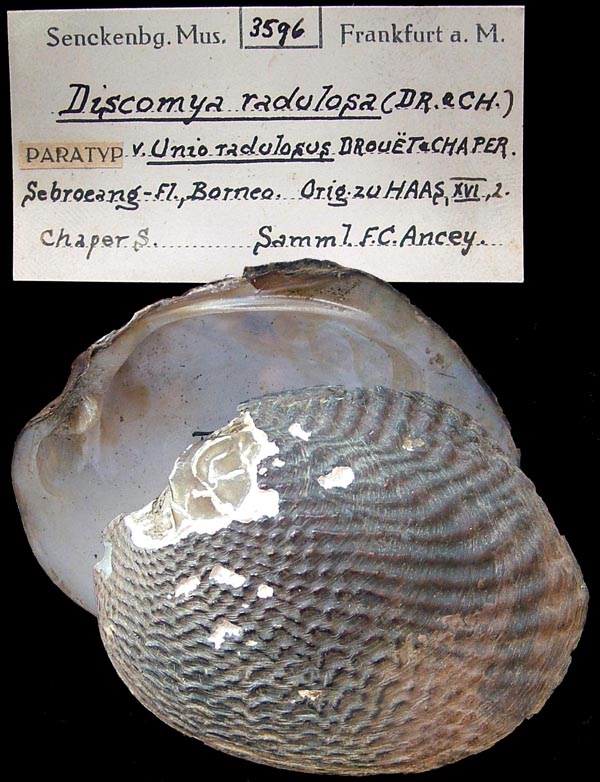 specimen