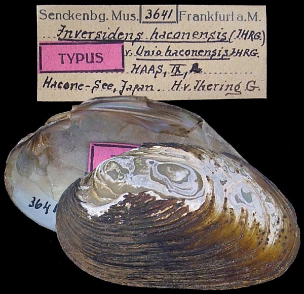 specimen