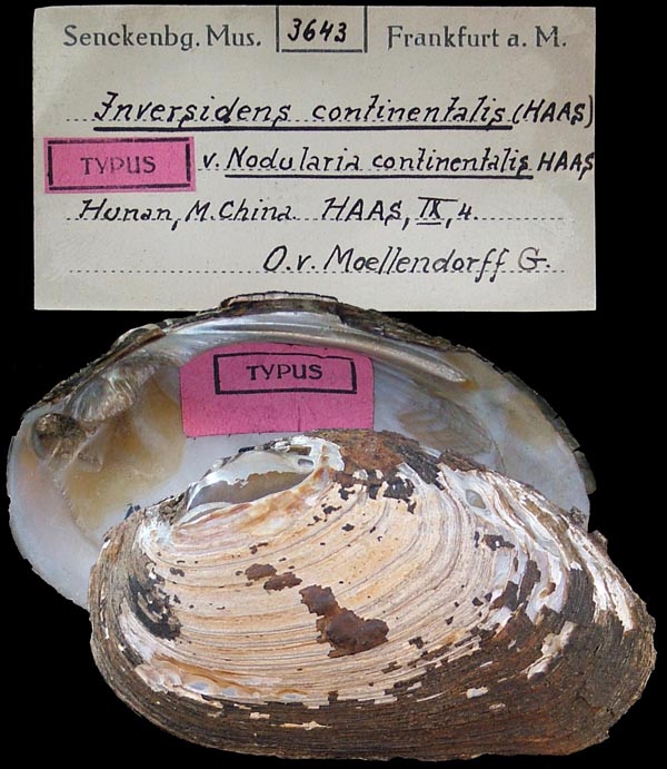 specimen