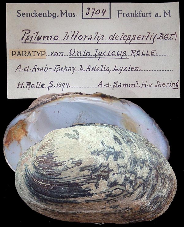 specimen