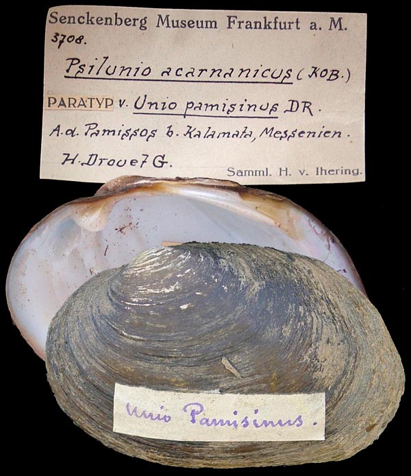 specimen