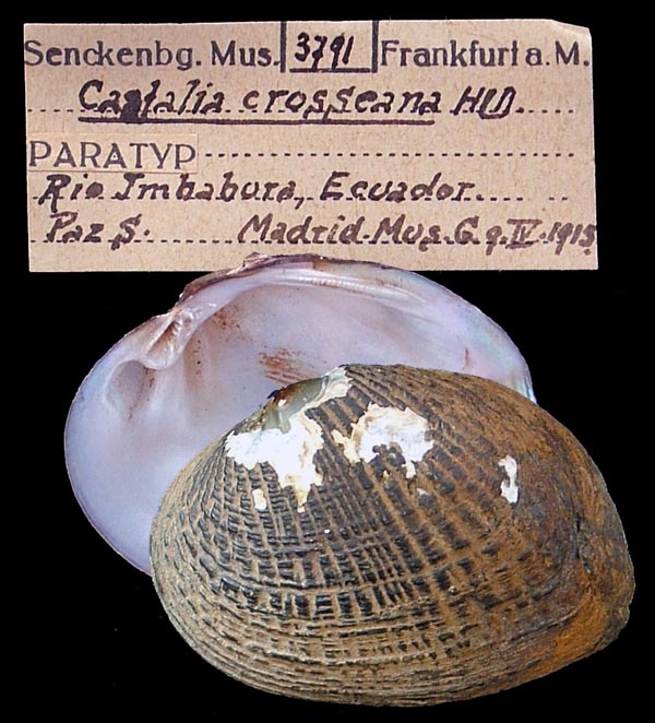 specimen