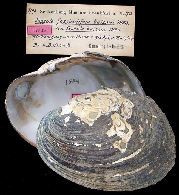 specimen