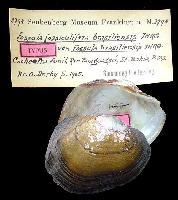 specimen