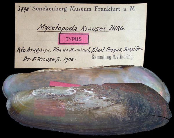 specimen