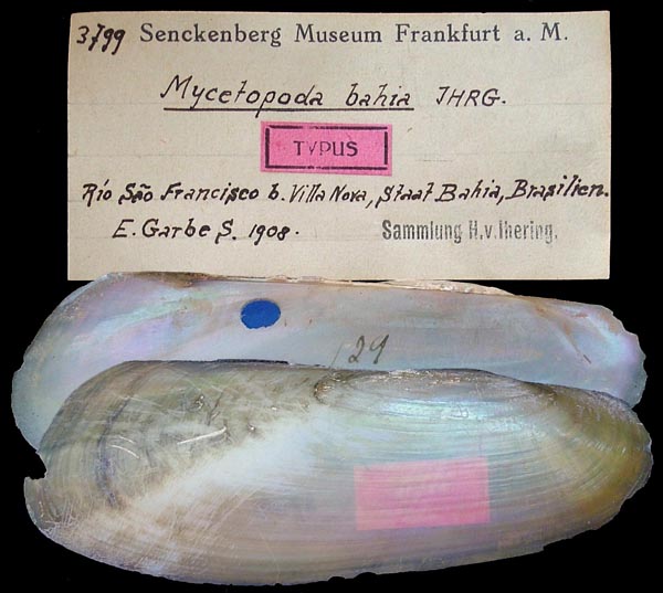 specimen