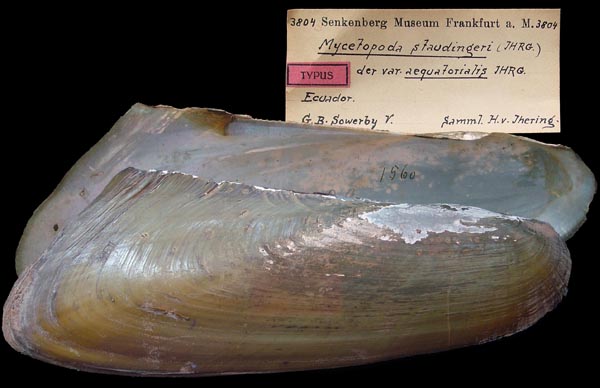 specimen