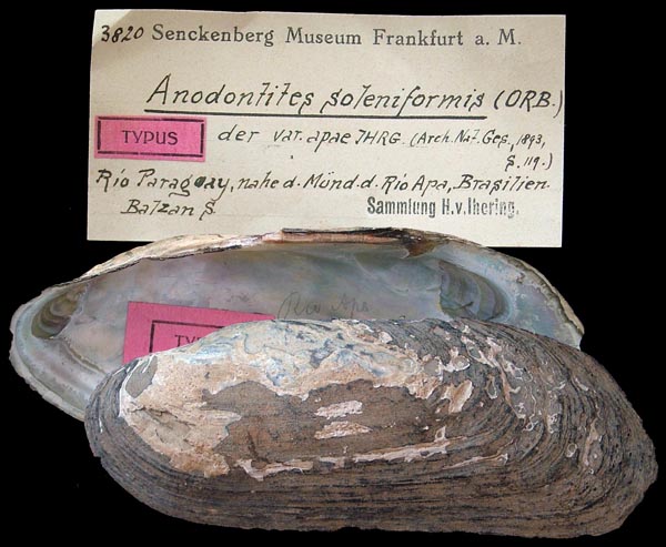 specimen