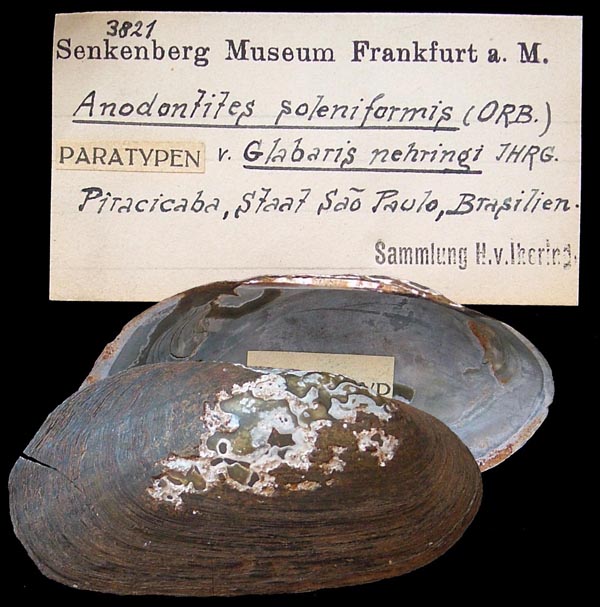 specimen