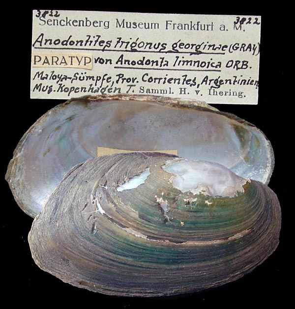 specimen