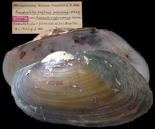 specimen