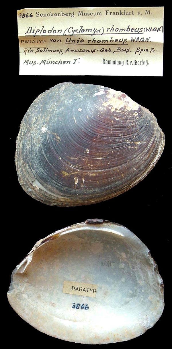 specimen