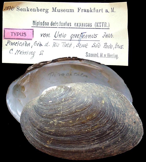 specimen