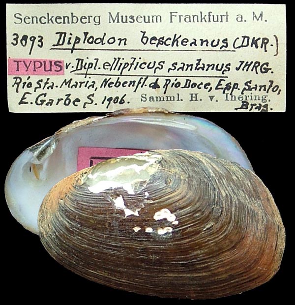 specimen