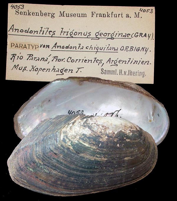 specimen