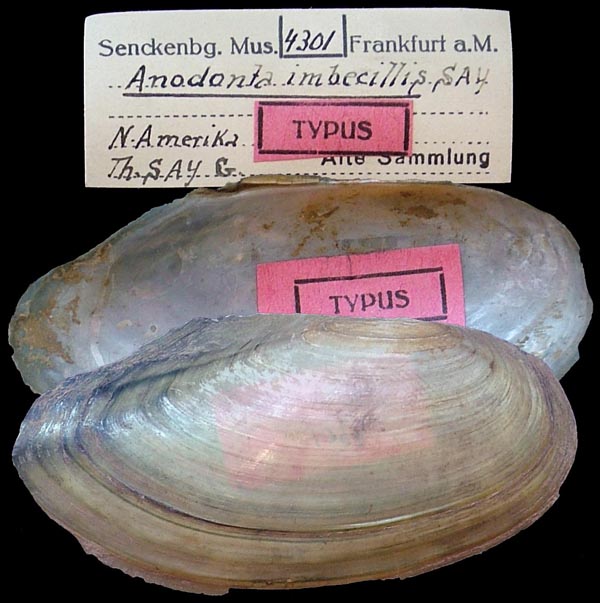 specimen