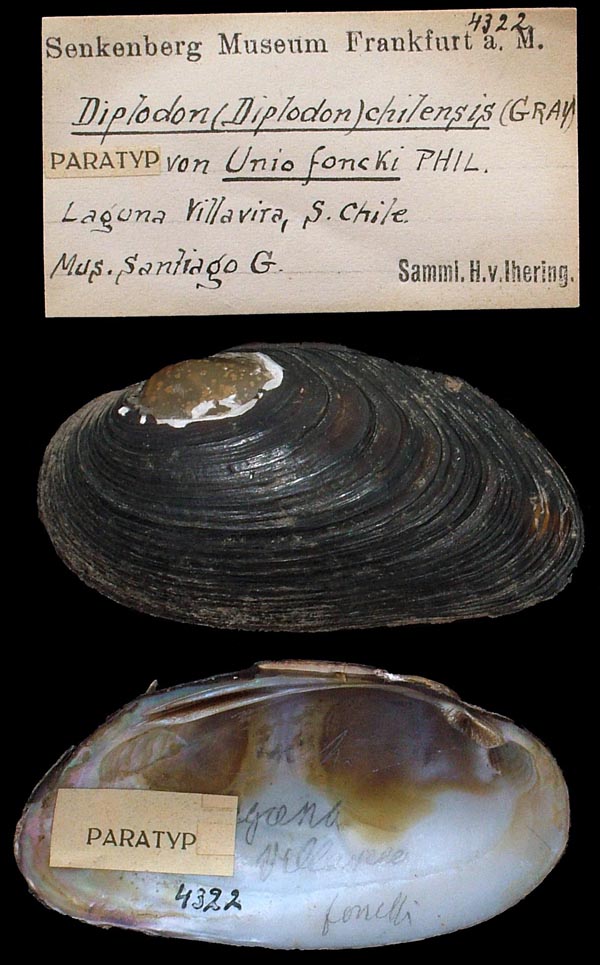specimen