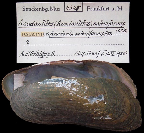 specimen