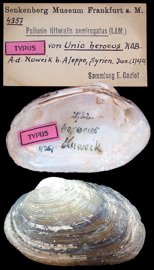 specimen