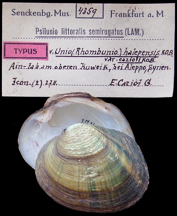 specimen
