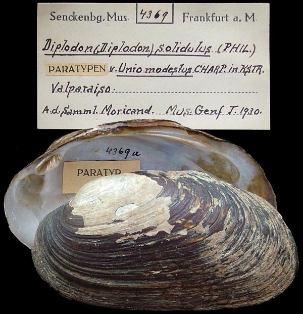 specimen