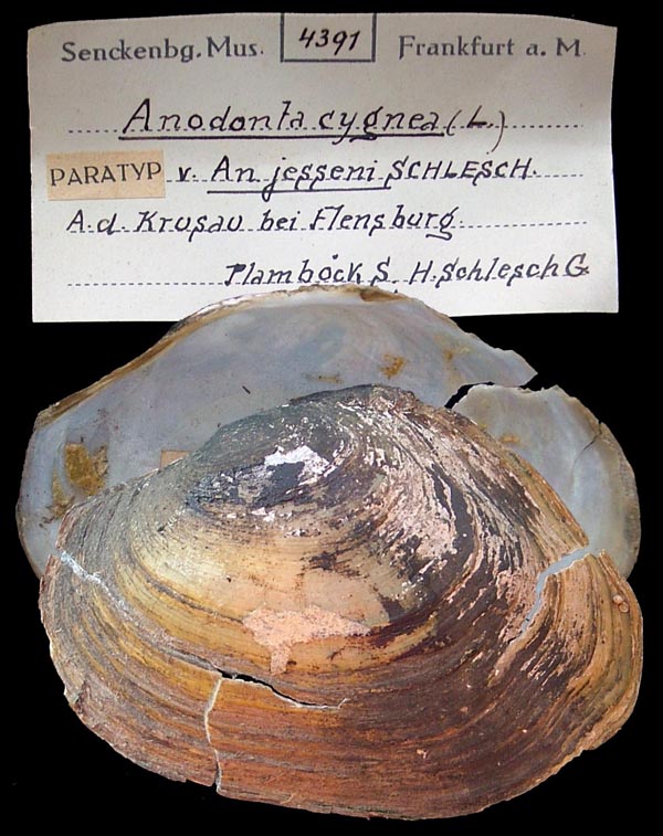 specimen