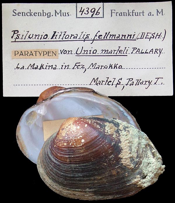 specimen