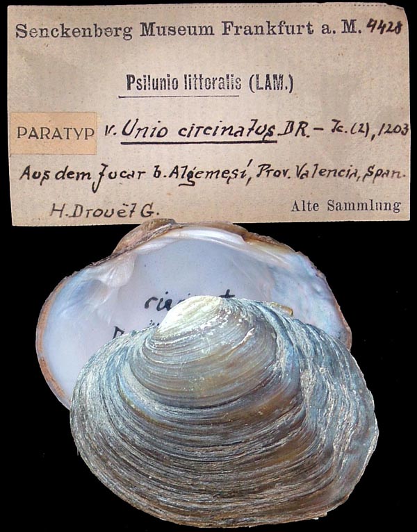 specimen