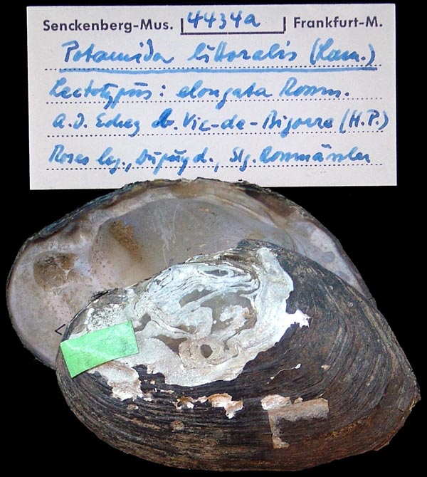specimen