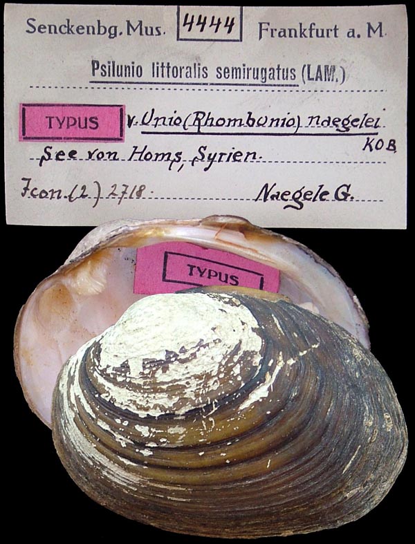 specimen