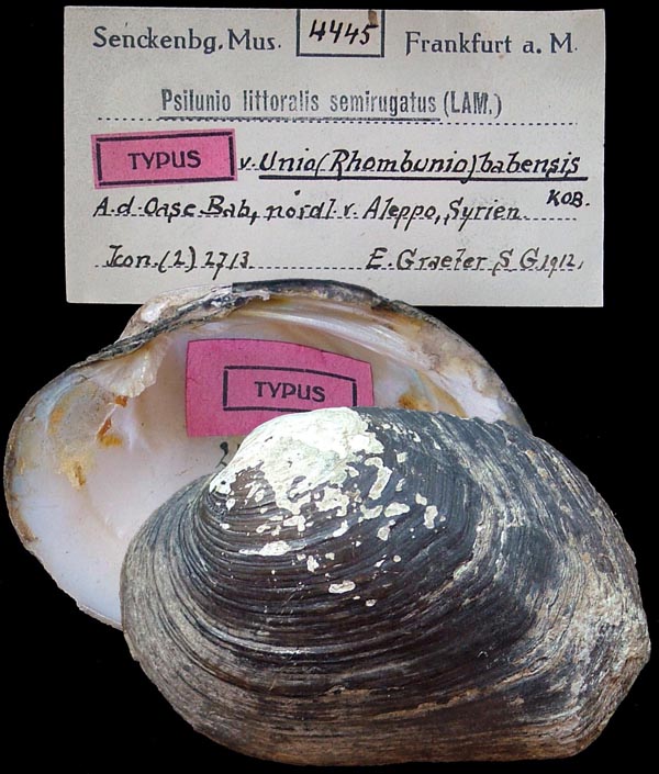 specimen