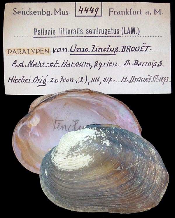 specimen