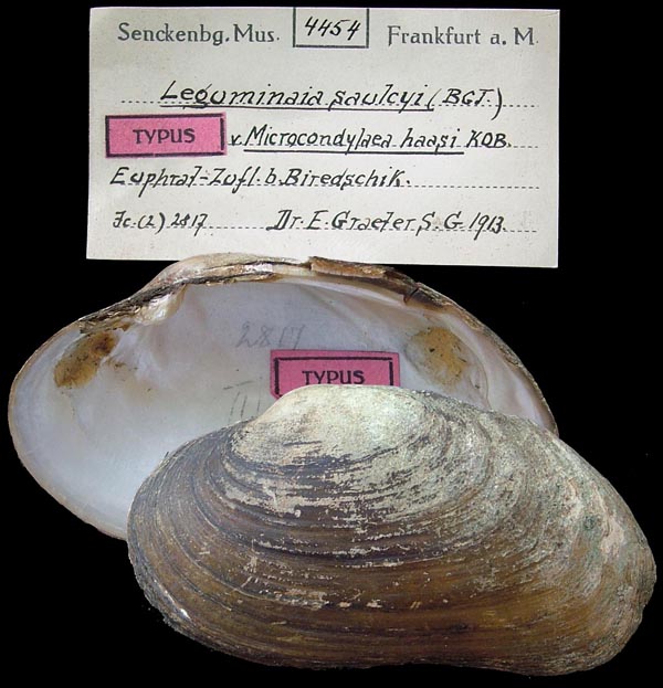 specimen