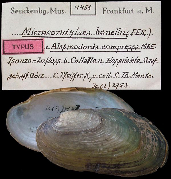 specimen