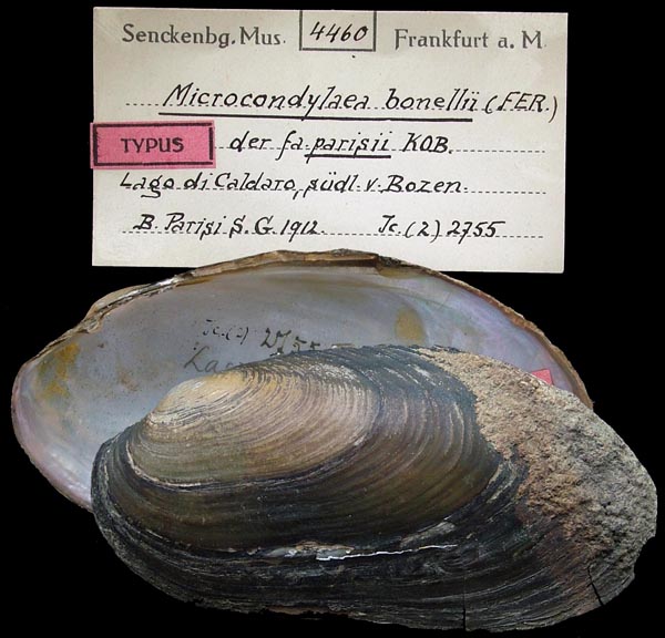 specimen