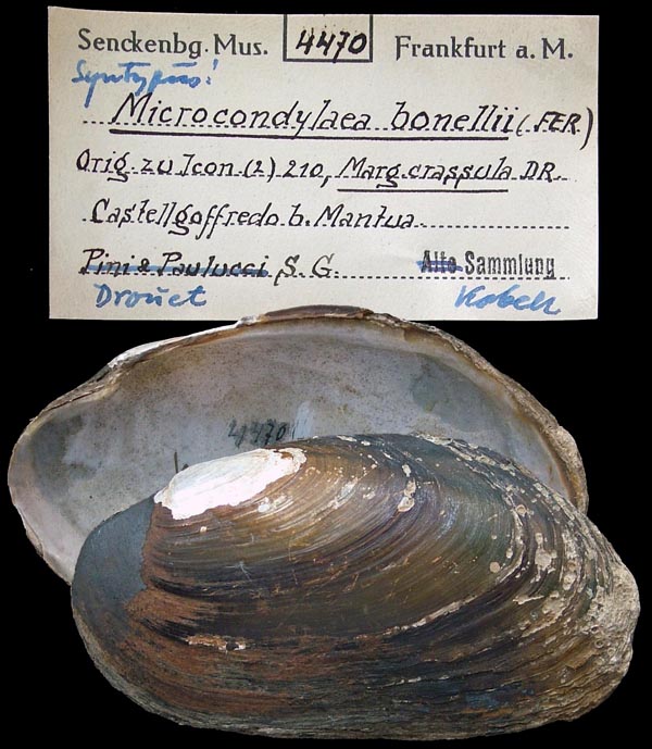 specimen