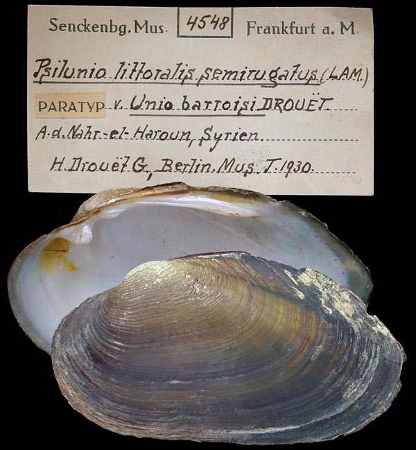 specimen