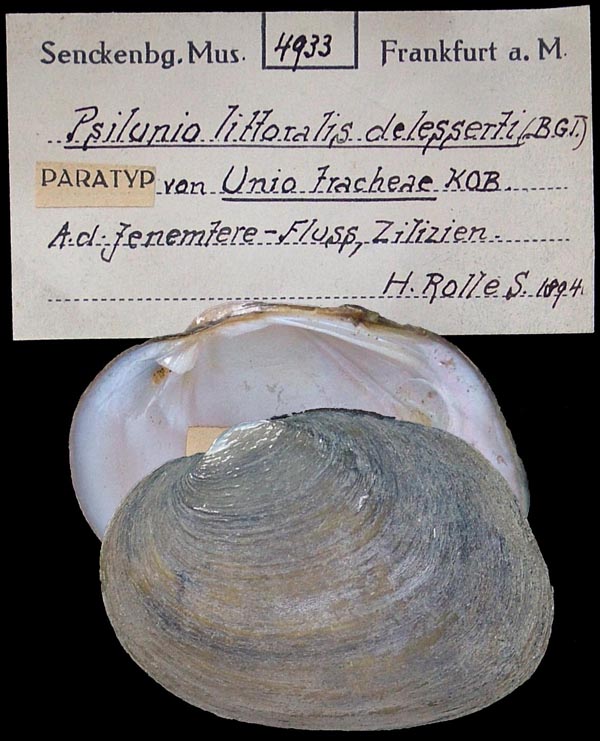 specimen