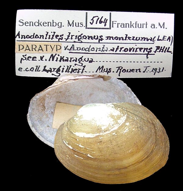 specimen