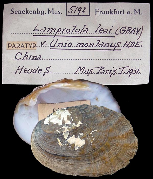 specimen