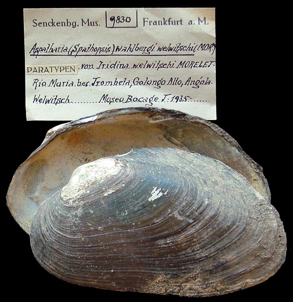 specimen