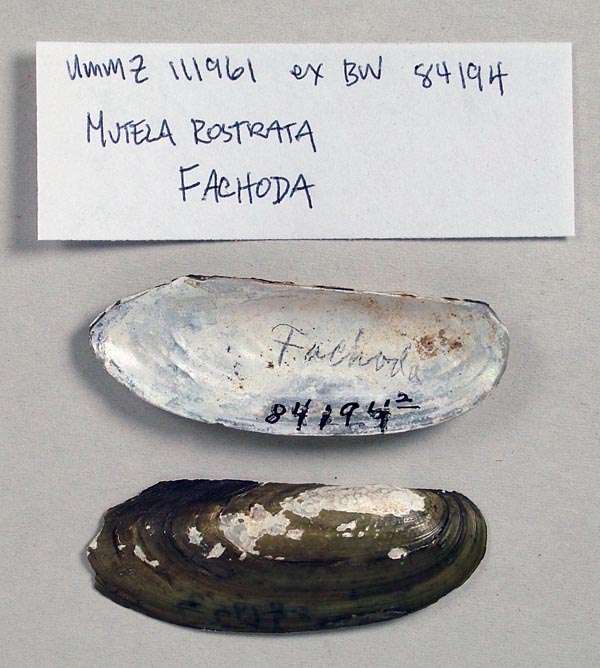 specimen