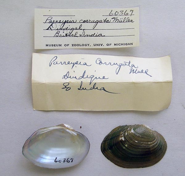 specimen