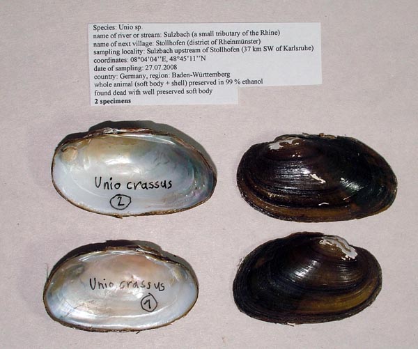 specimen